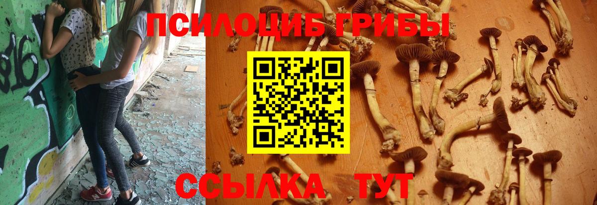 Псилоцибиновые грибы GOLDEN TEACHER  Вход с VPN  сколько стоит  Псилоцибиновые грибы Psilocybe  Бийск 