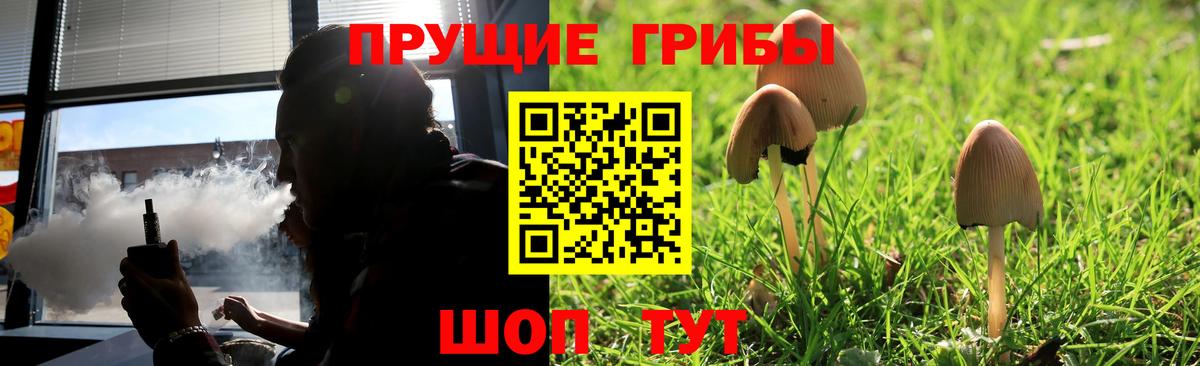 Галлюциногенные грибы Psilocybine cubensis Бийск